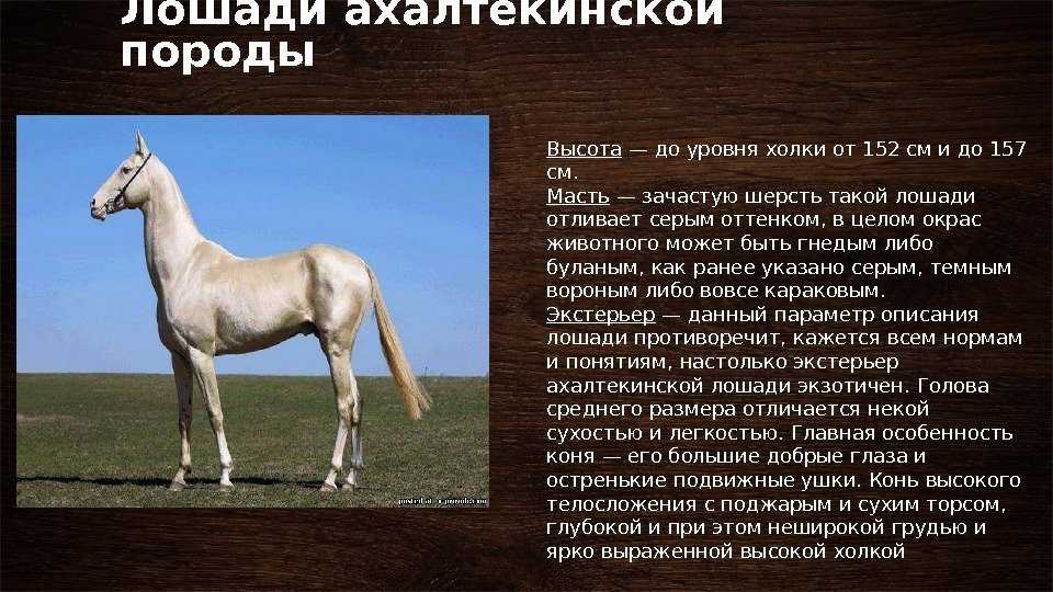 Английская чистокровная порода лошадей: фото, описание