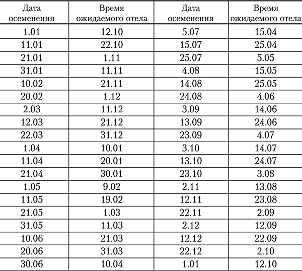 Отёл коровы: подготовка, признаки, родовспоможение