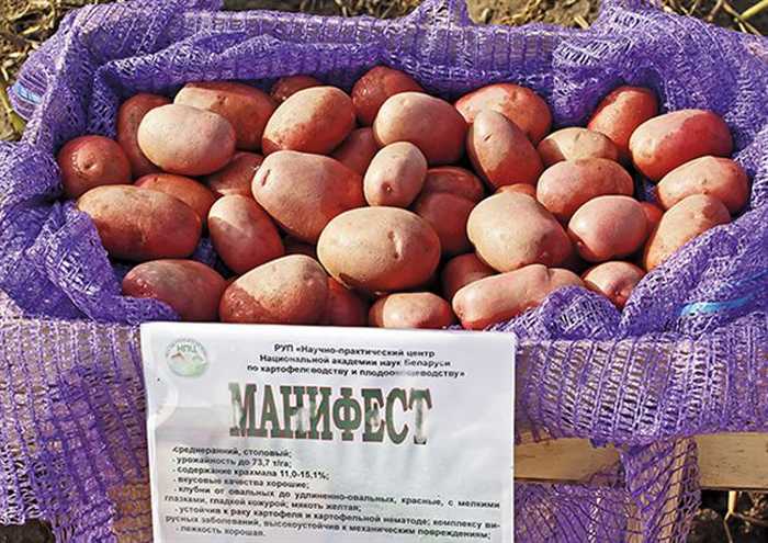 Манифест: описание семенного сорта картофеля, характеристики, посадка