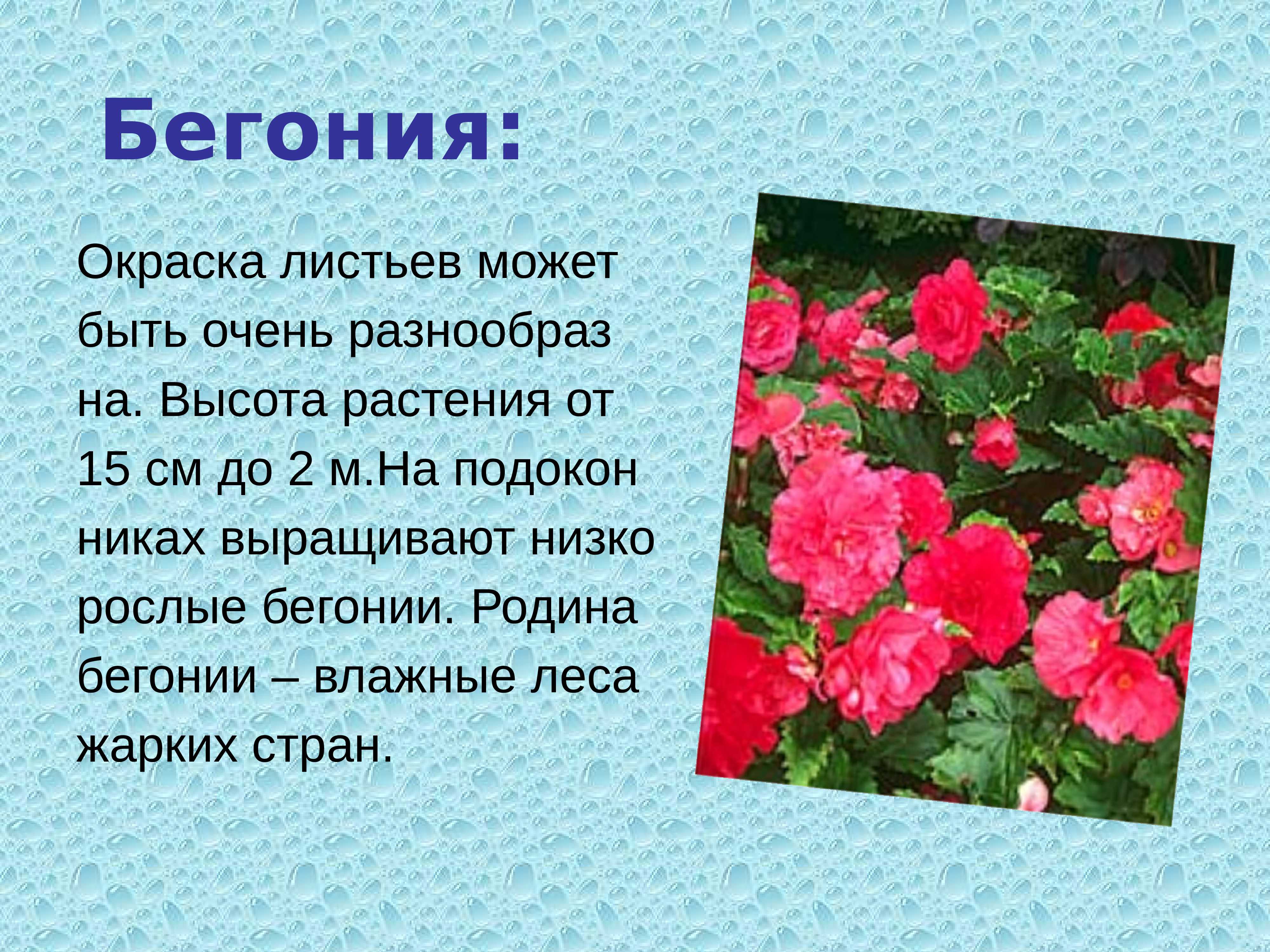 Бегония – виды, сорта, фото, описание, посадка, уход, размножение
