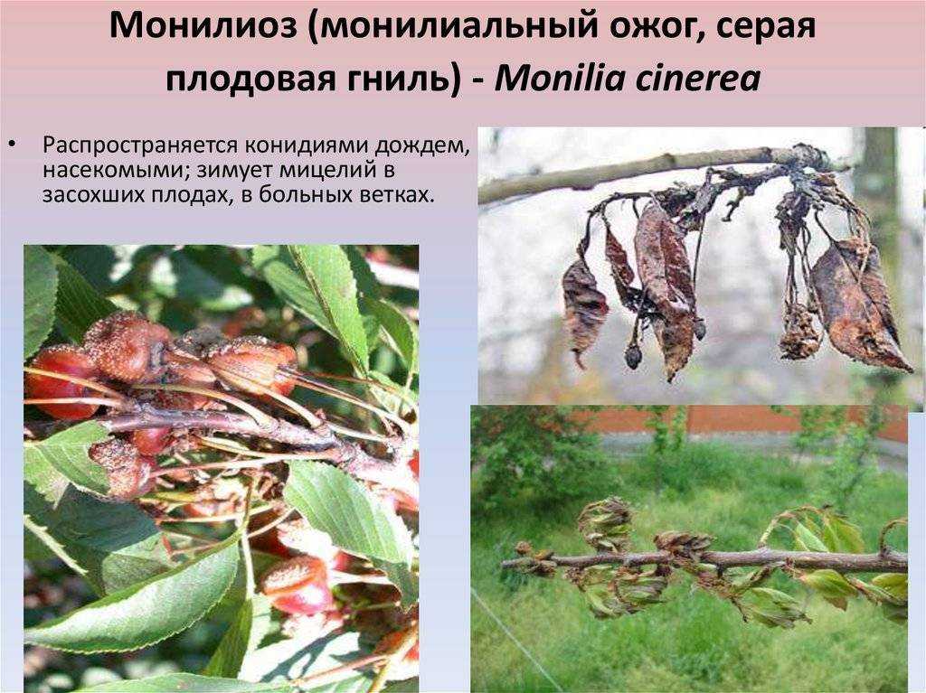 Болезни сливы: фото и чем их лечить