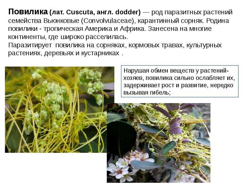 ᐉ желтая трава паразит как избавиться - godacha.ru