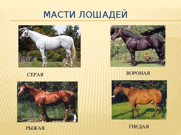 Чалая масть лошадей: описание окраса, характеристики, фото
