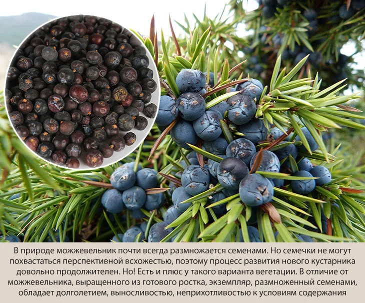 Как размножить можжевельник: быстрый и легкий способ
