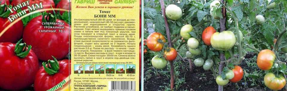 Томат бони мм: характеристика и подробное описание сорта