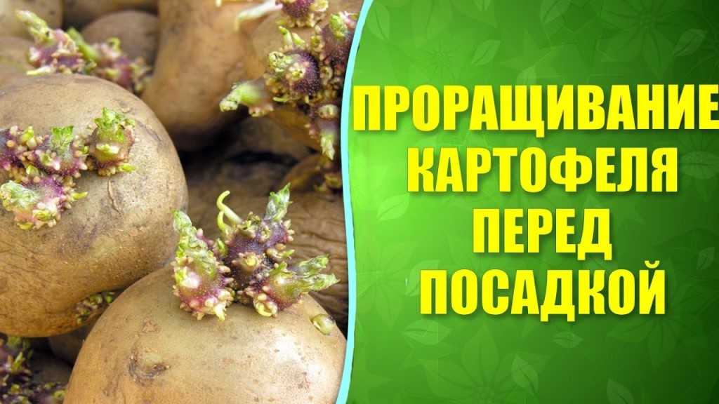 Проращивание картофеля перед посадкой: сроки, способы