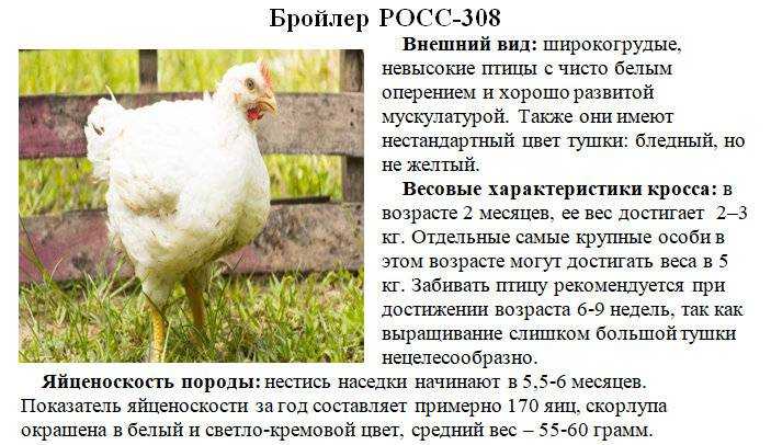 Как кормить бройлеров в домашних условиях: особенности кормления