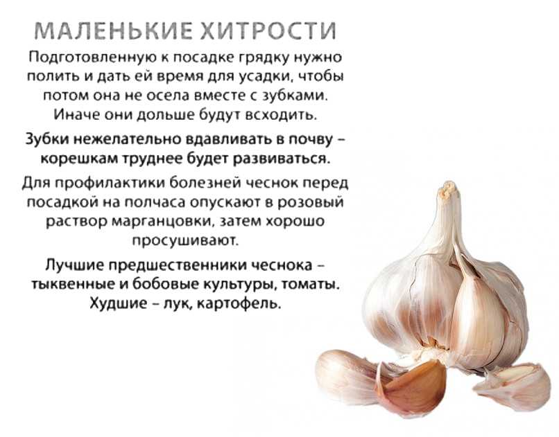 Как правильно вырастить рассаду лука: сроки посева в разных регионах, выбор сорта. уход за рассадой лука от всходов до высадки в грунт - автор екатерина данилова - журнал женское мнение