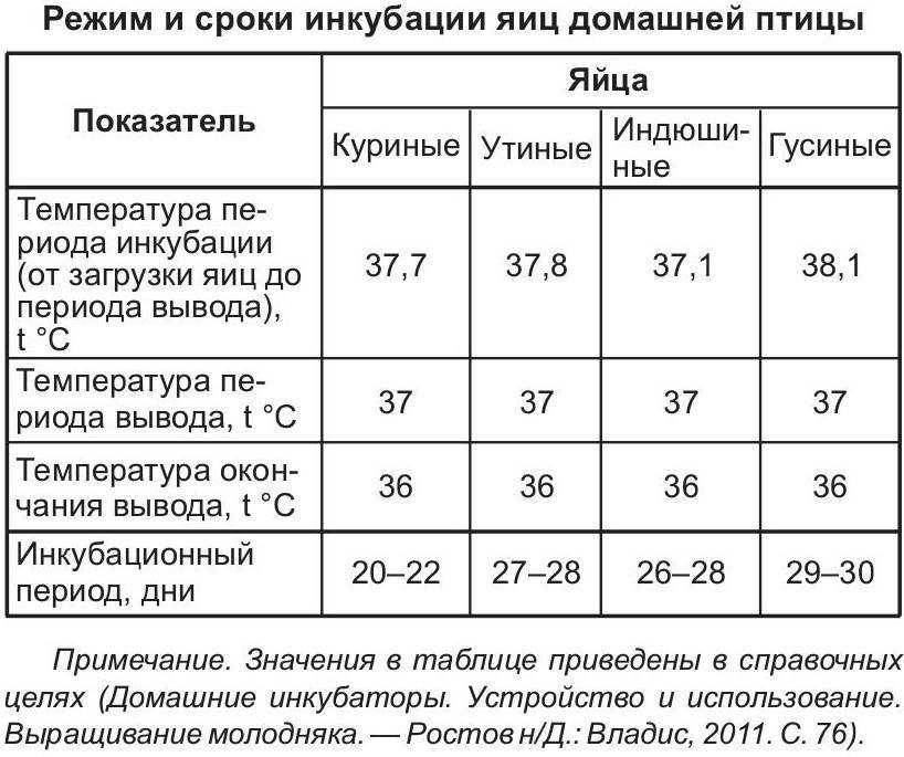 Сколько индюшка сидит на яйцах - советы птицеводов