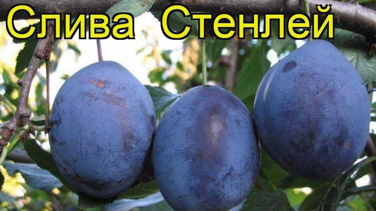 Слива стенли (стенлей): описание позднеспелого проверенного временем сорта
