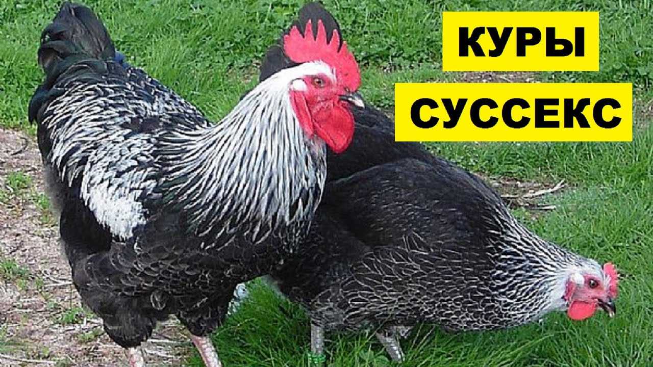 Куры суссекс: описание породы, фото, уход и кормление