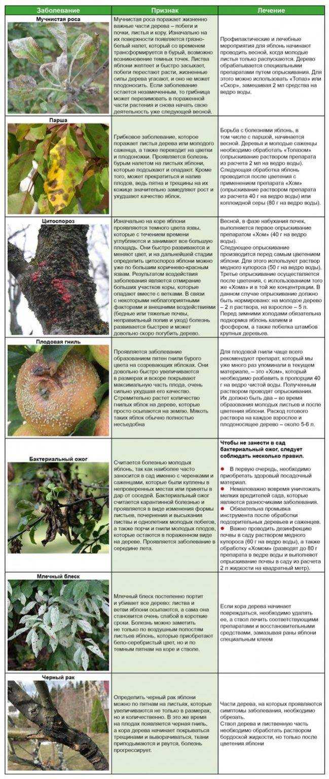 Почему на яблоне закручиваются листья, что делать с коричневыми пятнами