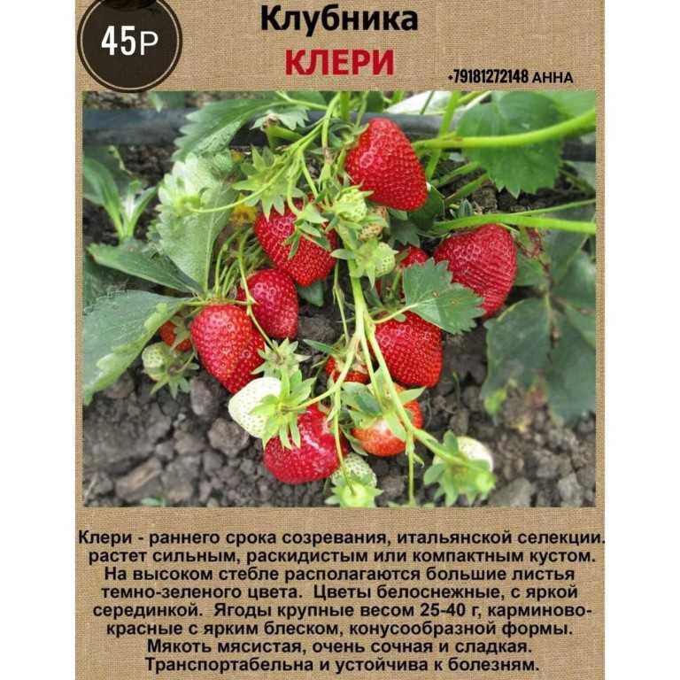 Клубника "элиане": описание сорта, фото, отзывы
