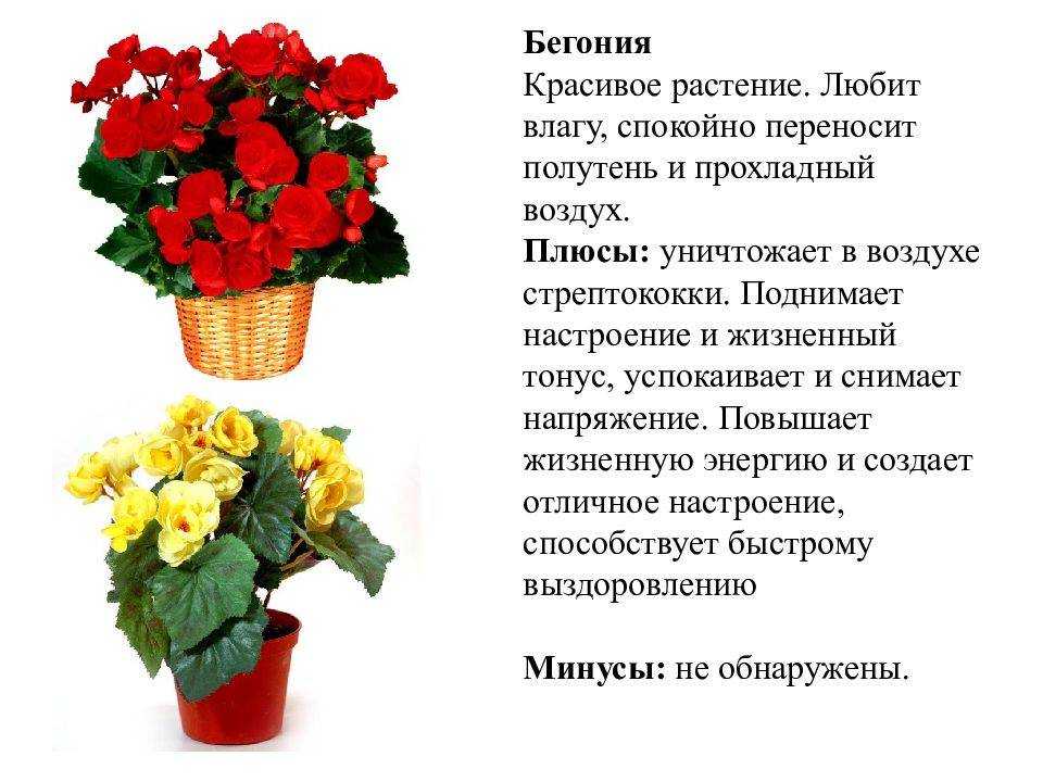 Уход за комнатной бегонией