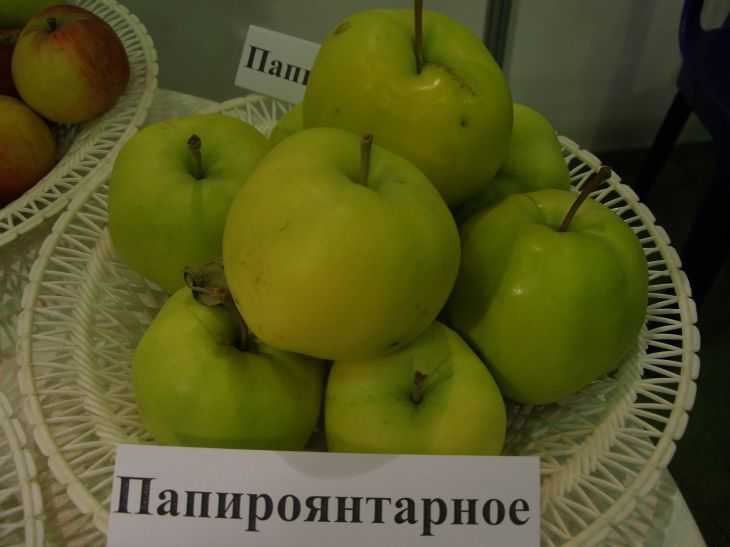 Что за сорт яблони папироянтарное - у дачки