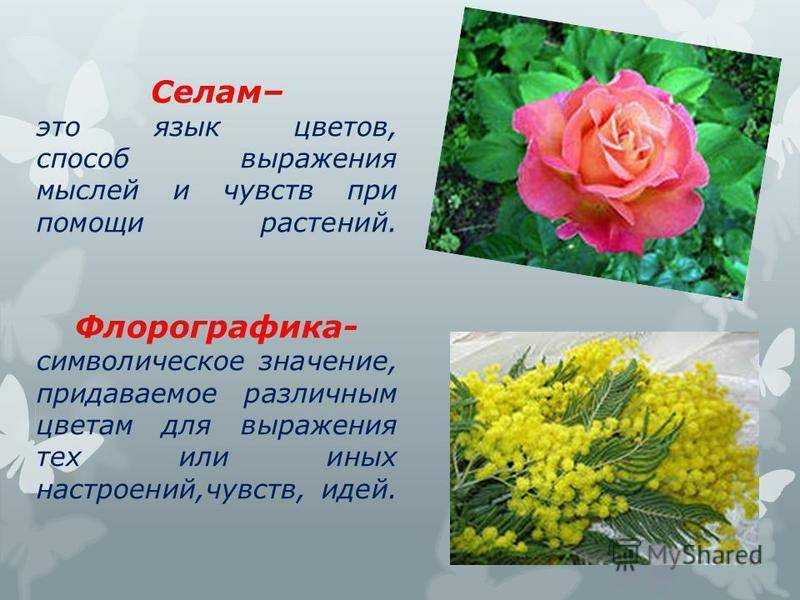 Какие сорта желтых роз флорибунда пользуются спросом у садоводов и флористов