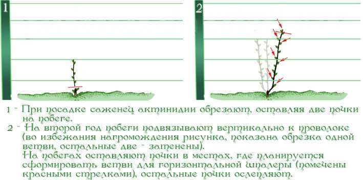 Лимонник: посадка и уход, выращивание в открытом грунте, обрезка, подкормка