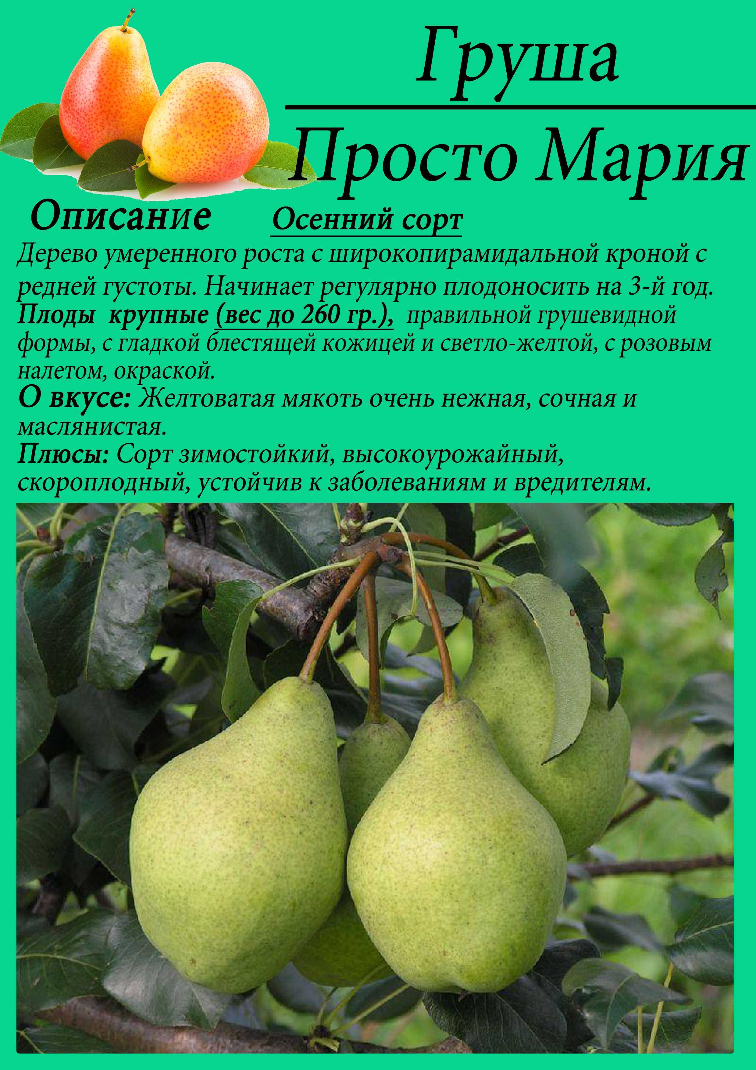 Груша сказочная: характеристика сорта, особенности посадки и ухода за фруктом, фото