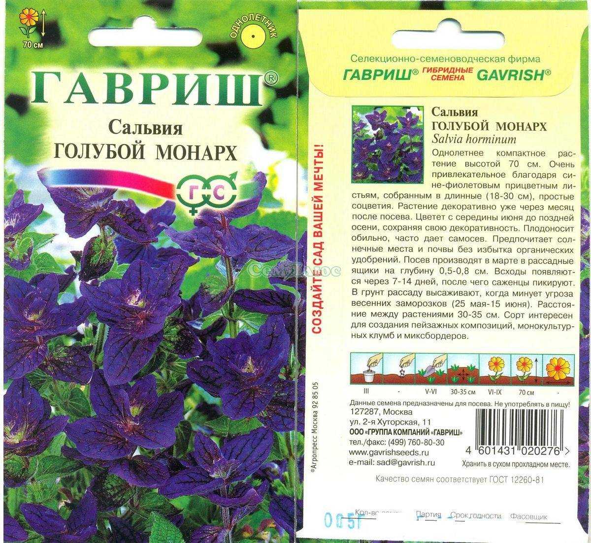 Сальвия (60 фото) - виды, посадка и уход в открытом грунте