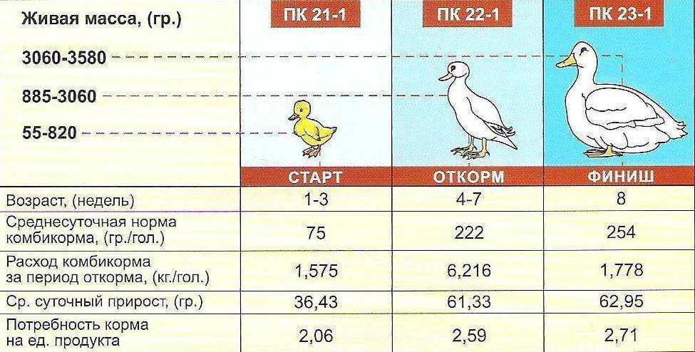 Несут ли бройлеры яйца в домашних условиях?