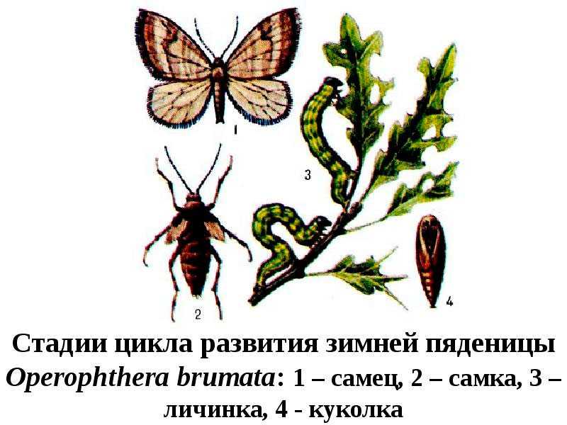 Зимняя пяденица: признаки поражения растения и борьба с вредителем