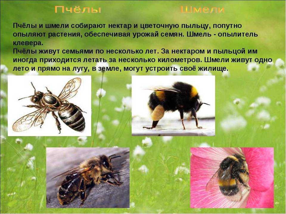 Все об осах: как выглядит матка и как насекомые размножаются, для чего они нужны в природе и сколько живут?