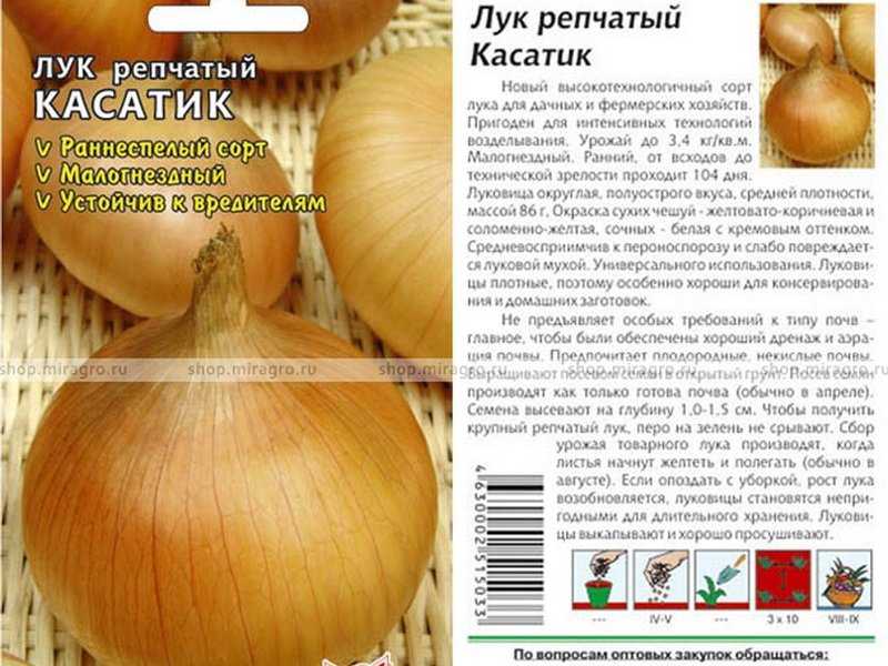 Сорта и виды лука с названиями и описанием