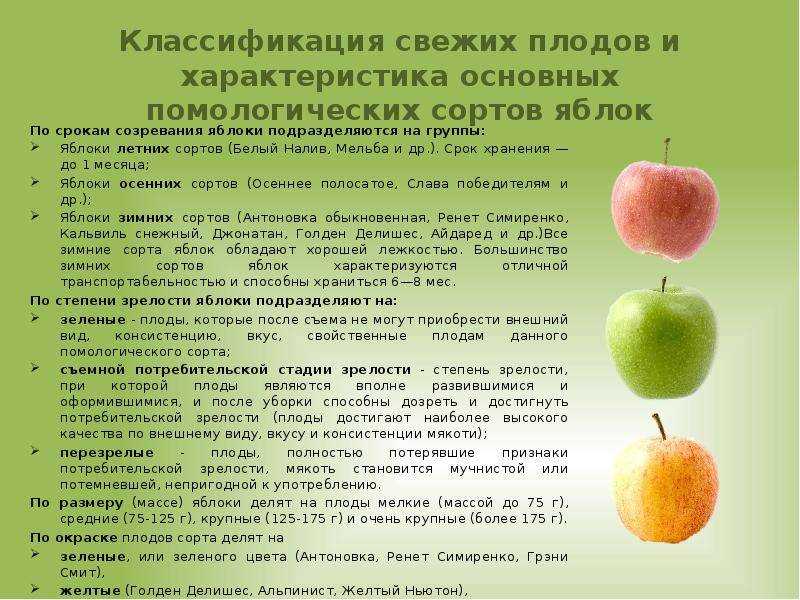 Самые зимостойкие сорта груш: 9 устойчивых деревьев для выращивания в северных регионах