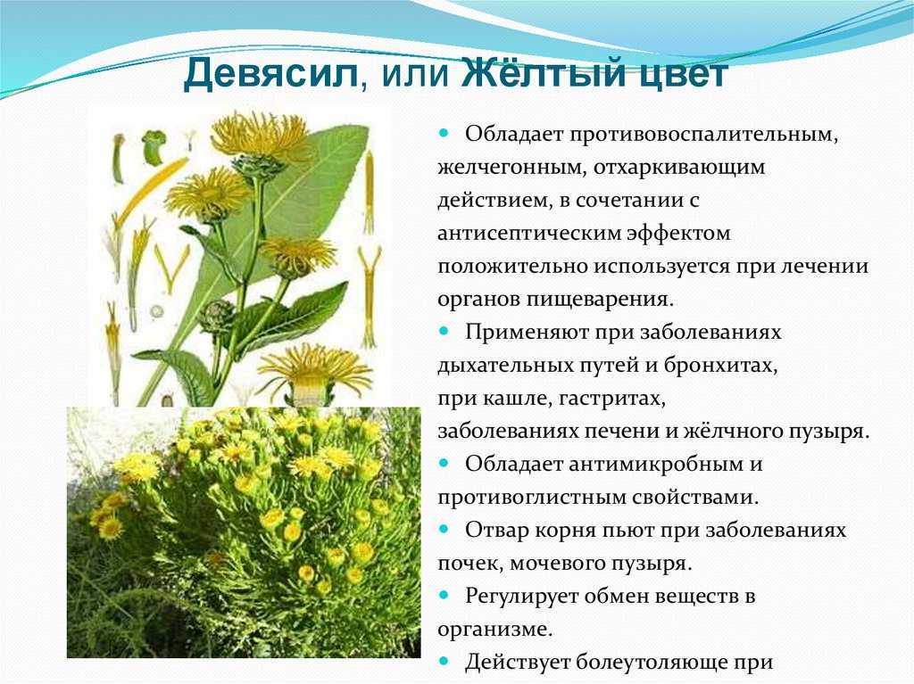 Девясил🌼 17 лечебных свойств, польза и вред при заболеваниях, отзывы