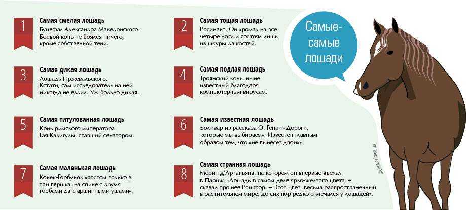 Коневодство как бизнес