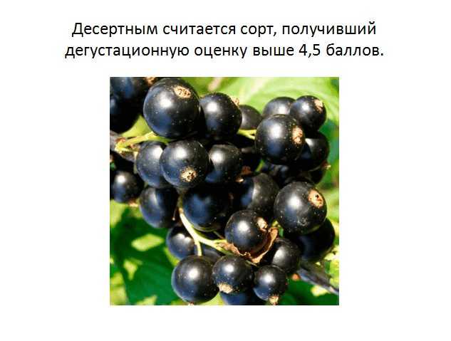 Смородина изюмная: описание и характеристики сорта, уход и выращивание