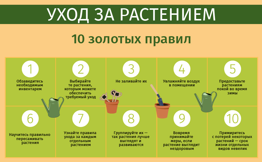 Формирование огурца, кабачка и тыквы. прищипывание, правила. фото — ботаничка
