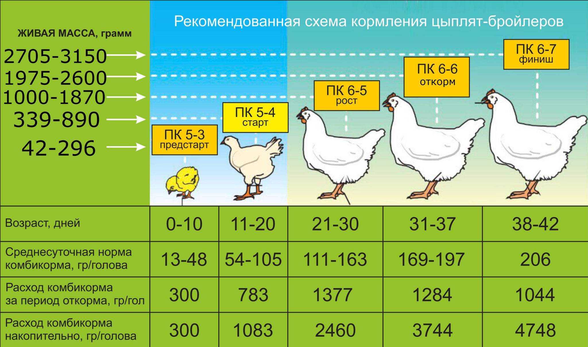 Как определять возраст куриц и несушек, какие существуют методы определения
