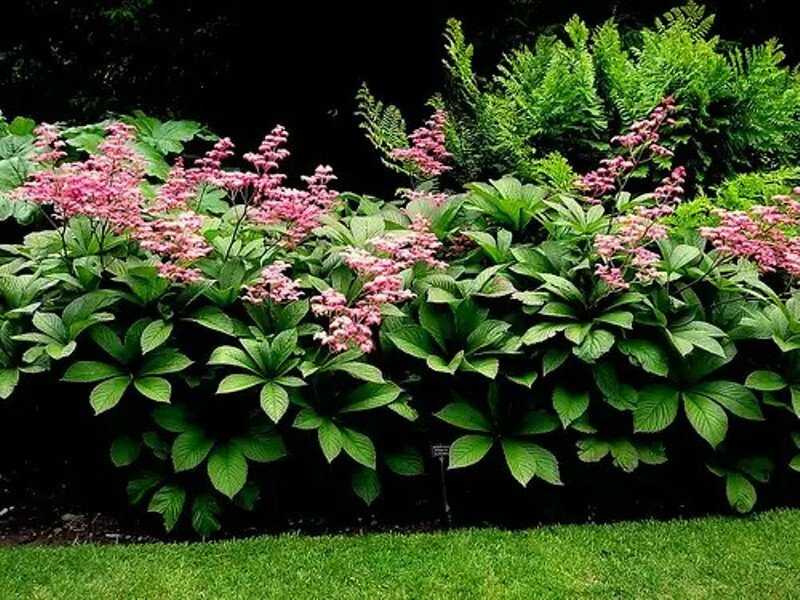Все о тенелюбивых плодовых деревьях и кустарниках: какие деревья любят тень