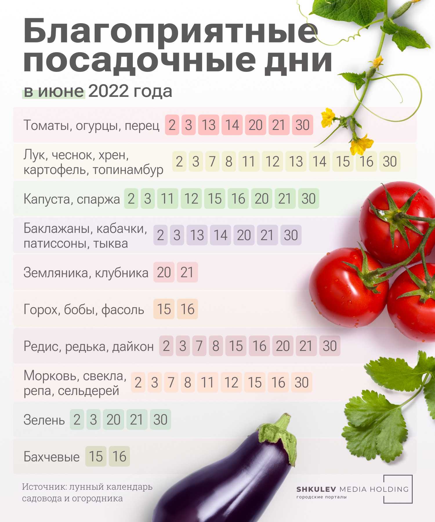 Рассада капусты – когда сажать и как вырастить в домашних условиях