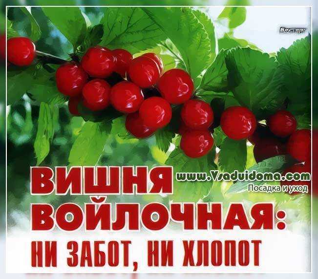 Посадка и уход за войлочной вишней | сорта