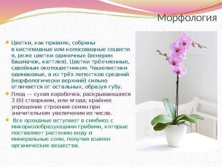 Цветок гиппеаструм – выращивание и уход в домашних условиях, фото сортов с описанием. что делать, если гиппеаструм не цветет