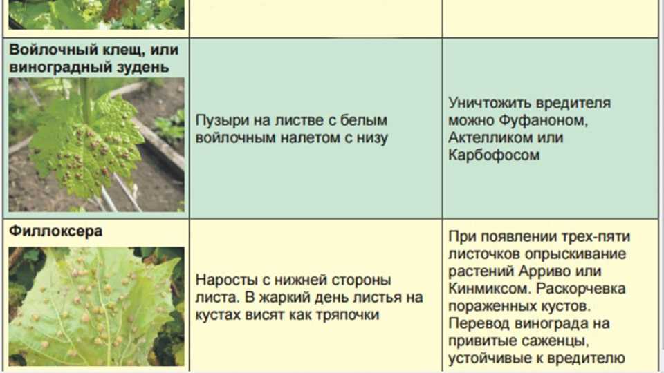 Болезни винограда на листьях, описание с фотографиями и способы лечения