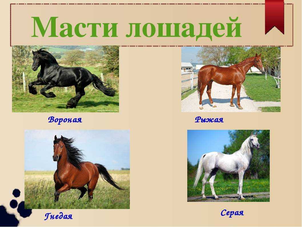 Масти лошадей с фотографиями, названиями и описанием