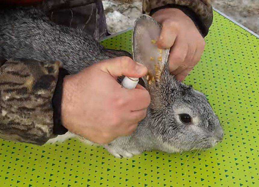 Чем лечить коросты в ушах у кролика от ушного клеща, народные средства и препараты. чем лечить ушного клеща у кроликов?