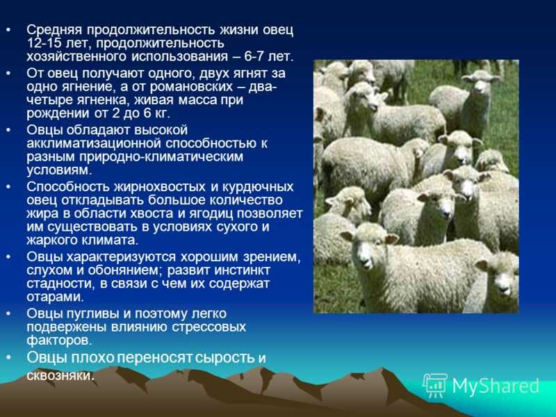 Овца