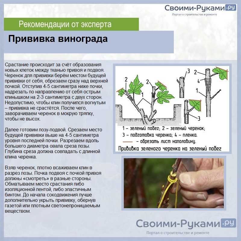 Размножение винограда черенками – укоренение и посадка черенка в домашних условиях