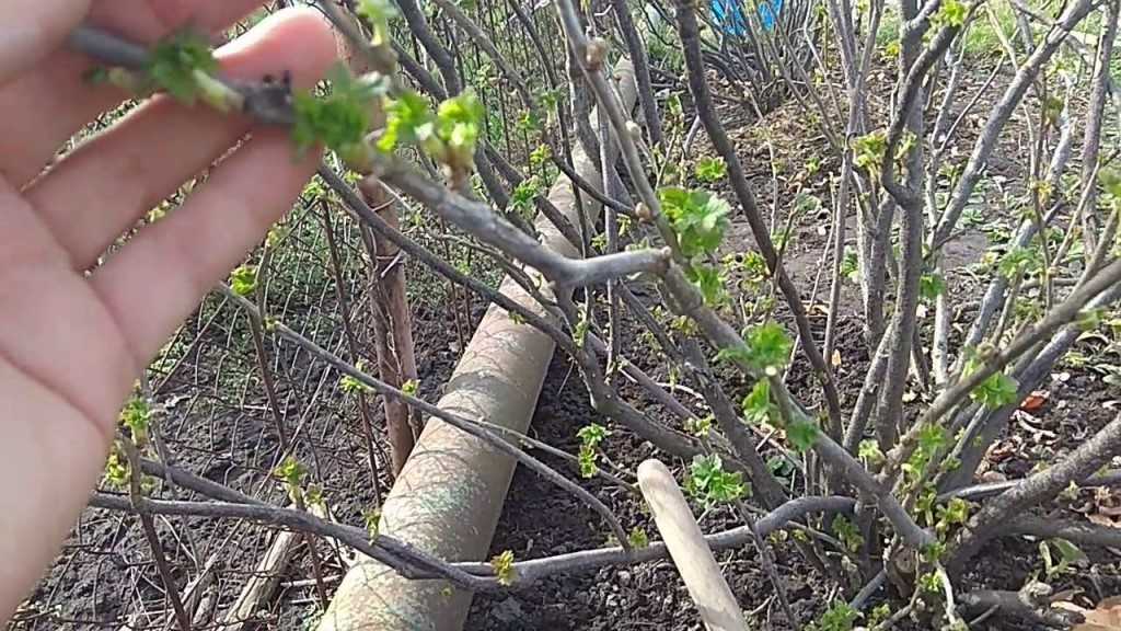 Виноград мариновский - мир винограда - сайт для виноградарей и виноделов