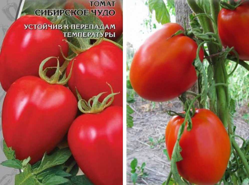 Томат чудо рынка: описание сорта, отзывы, фото, характеристика
