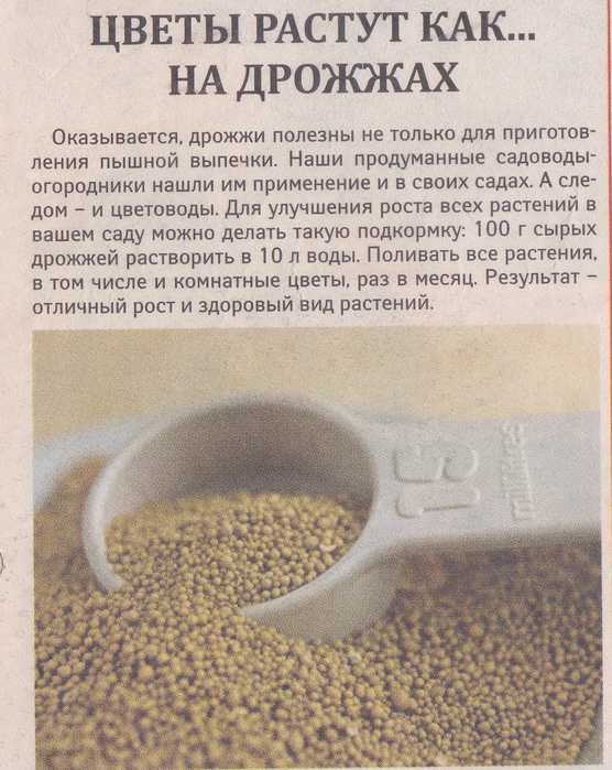 Чем подкормить клубнику во время цветения и плодоношения