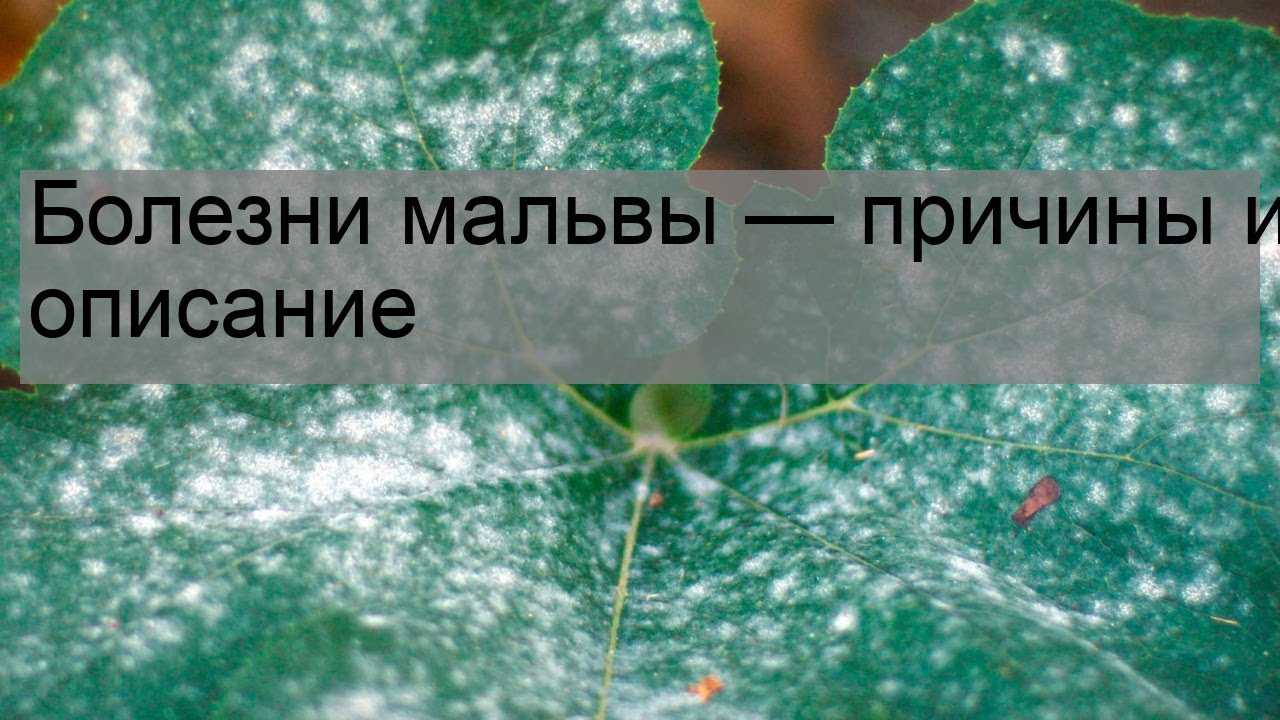Мальва посадка и уход в открытом грунте