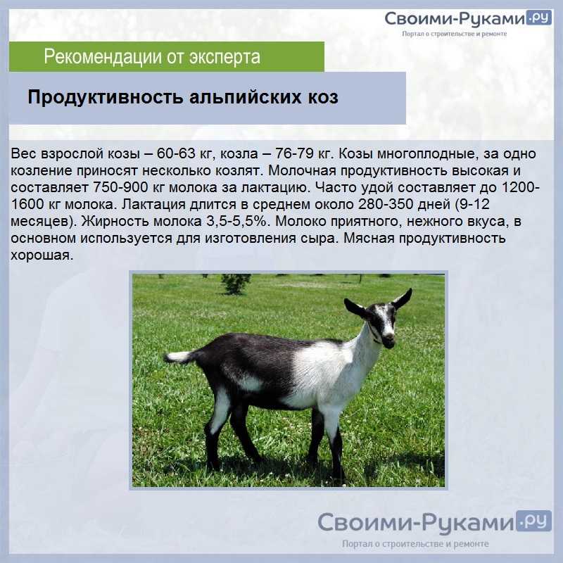 Самые высокоудойные молочные породы коз без запаха: основные показатели, фото и описание
