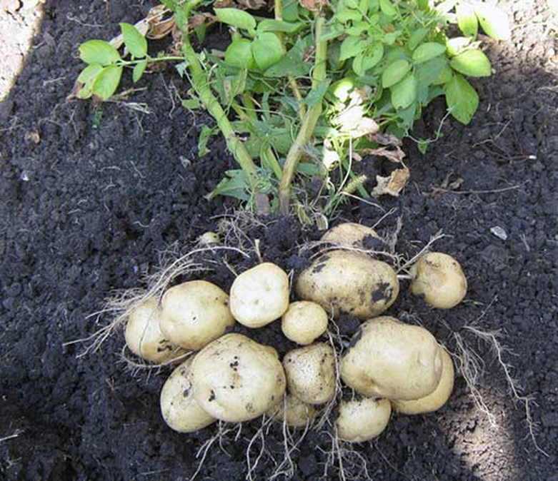 Сорт картофеля «удача» – описание и фото