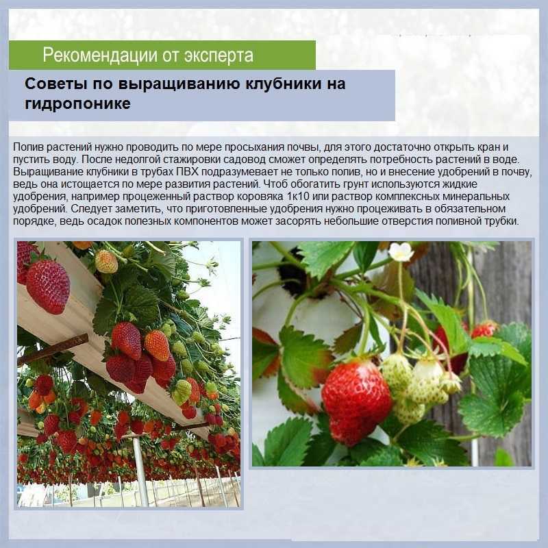 Клубника максим: описание сорта, фото и отзывы