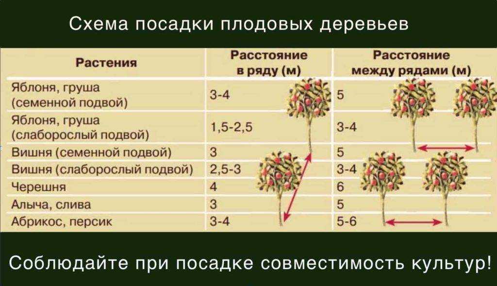 Как реанимировать пропадающие саженцы – способы оживления деревьев и кустиков